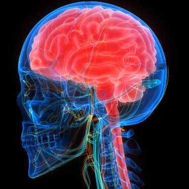 İnsan Sinir Sistemi Beyin Anatomisi Merkezi Organı. Üç Boyut