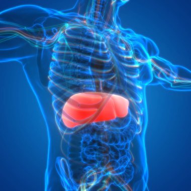 İnsan vücudu karaciğer anatomisi. Üç Boyut