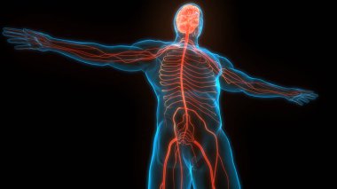 İnsan Sinir Sistemi Beyin Anatomisi Merkezi Organı. Üç Boyut