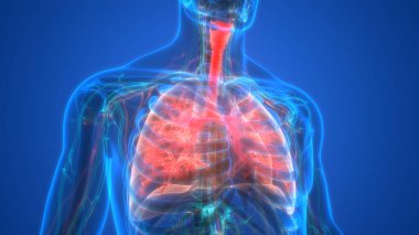 İnsan iskeletinin 3 boyutlu tasviri Kaburga Kafesi Anatomisi