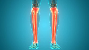 İnsan iskeleti bacak eklemi anatomisi. 3D - Görüntü