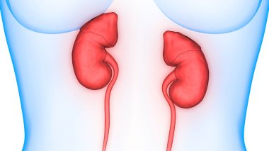 Human Urinary System Kidneys with Bladder Anatomy. 3D clipart