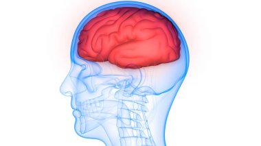 İnsan Sinir Sistemi Beyin Anatomisi Merkezi Organı. Üç Boyut
