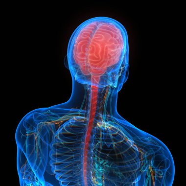 İnsan Sinir Sistemi Beyin Anatomisi Merkezi Organı. Üç Boyut