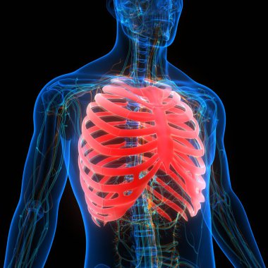 İnsan iskeletinin 3 boyutlu tasviri Kaburga Kafesi Anatomisi