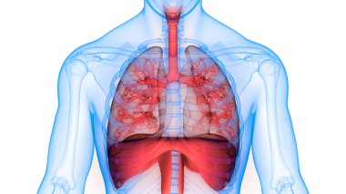 İnsan Solunum Sistemi Akciğerleri Anatomisi. Üç Boyut