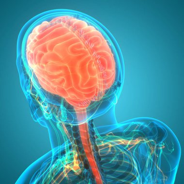 İnsan Sinir Sistemi Beyin Anatomisi Merkezi Organı. Üç Boyut