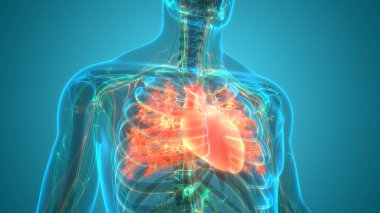 İnsan Dolaşım Sistemi Kalp Anatomisi. Üç Boyut