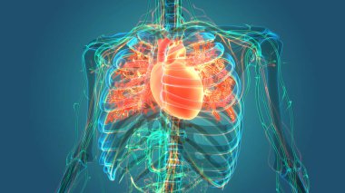 İnsan Dolaşım Sistemi Kalp Anatomisi. Üç Boyut