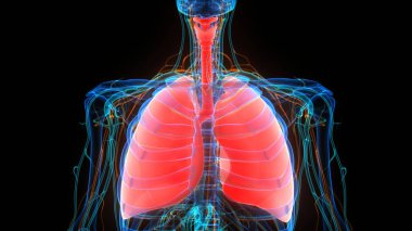 İnsan iskeletinin 3 boyutlu tasviri Kaburga Kafesi Anatomisi