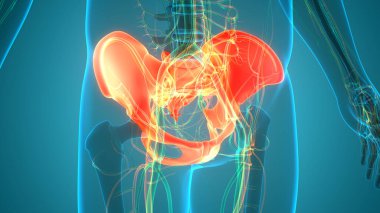 İnsan iskelet sistemi kalça anatomisi. 3D - Görüntü