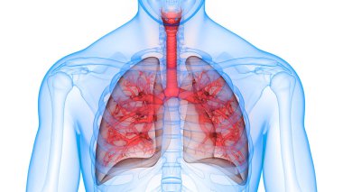 İnsan Solunum Sistemi Akciğerleri Anatomisi. Üç Boyut