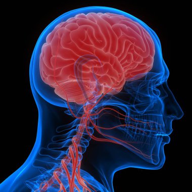 İnsan Sinir Sistemi Beyin Anatomisi Merkezi Organı. Üç Boyut