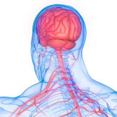 İnsan Sinir Sistemi Beyin Anatomisi Merkezi Organı. Üç Boyut