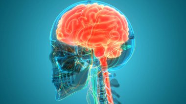 İnsan Sinir Sistemi Beyin Anatomisi Merkezi Organı. Üç Boyut