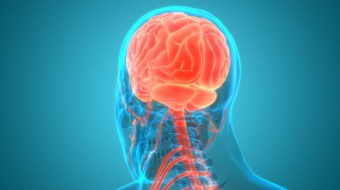İnsan Sinir Sistemi Beyin Anatomisi Merkezi Organı. Üç Boyut