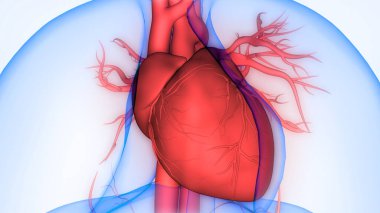 İnsan Dolaşım Sistemi Kalp Anatomisi. Üç Boyut