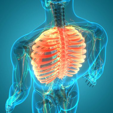 İnsan iskeletinin 3 boyutlu tasviri Kaburga Kafesi Anatomisi
