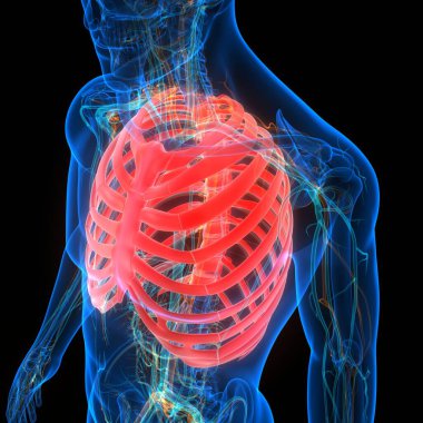 İnsan iskeletinin 3 boyutlu tasviri Kaburga Kafesi Anatomisi