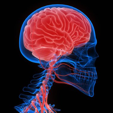 İnsan Sinir Sistemi Beyin Anatomisi Merkezi Organı. Üç Boyut
