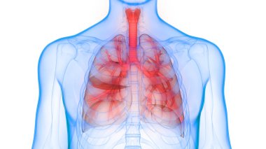 Human Respiratory System Lungs Anatomy. 3D clipart