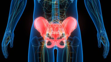 İnsan iskelet sistemi kalça anatomisi. 3D - Görüntü