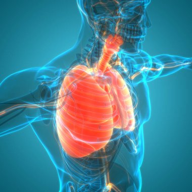İnsan Vücut Organları (Ciğerleri) 3D