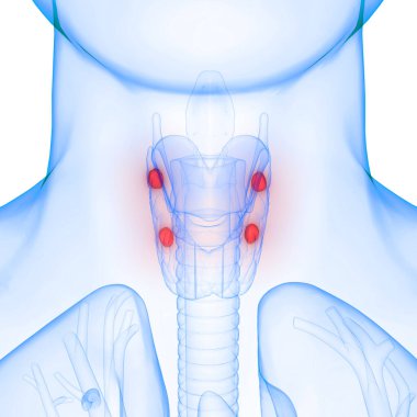 Tiroid Bezi Anatomisi 'nin İnsan Vücut Bezleri. Üç Boyut