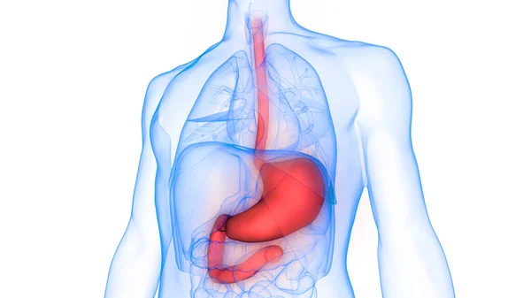 Sistema Digestivo Humano Anatomía Estomacal —  Fotos de Stock