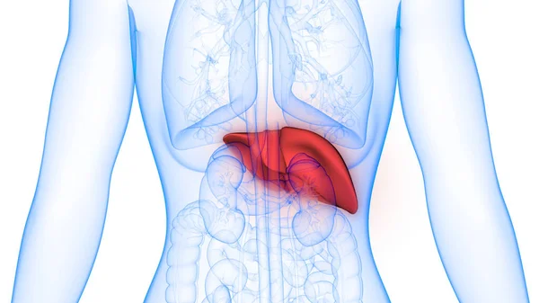 Órganos Del Cuerpo Humano Anatomía Hepática — Foto de Stock