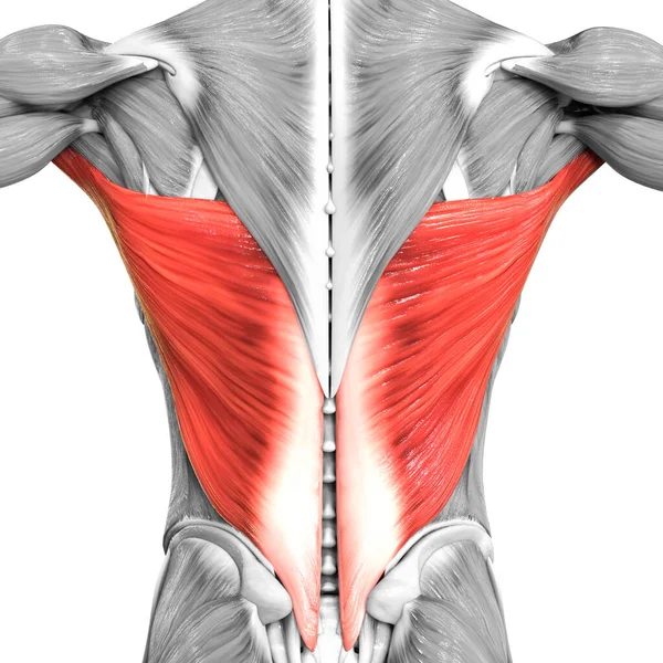 İnsan Kas Sistemi Gövde Kasları Latissimus Dorsi Kas Anatomisi. Üç Boyut