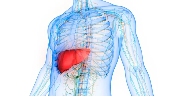 Ludzkie Narządy Anatomiczne Wątroby — Zdjęcie stockowe