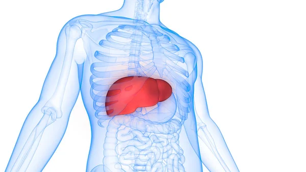 人体器官肝解剖 — 图库照片