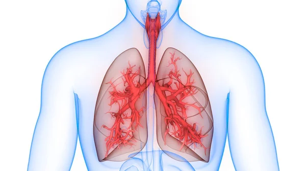 Anatomia Polmonare Del Sistema Respiratorio Umano — Foto Stock