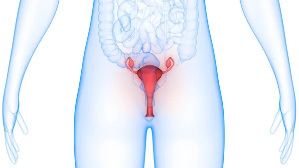 Sistema Reproductivo Femenino Con Sistema Nervioso Anatomía Vesical Urinaria — Foto de Stock