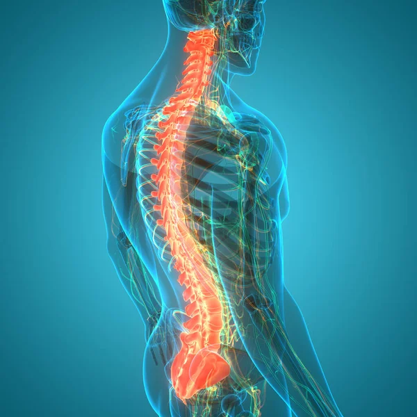 Columna Vertebral Anatomía Del Sistema Esquelético Humano —  Fotos de Stock