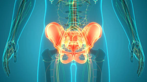 Sistema Esqueleto Humano Anatomia Anca Ilustração — Fotografia de Stock