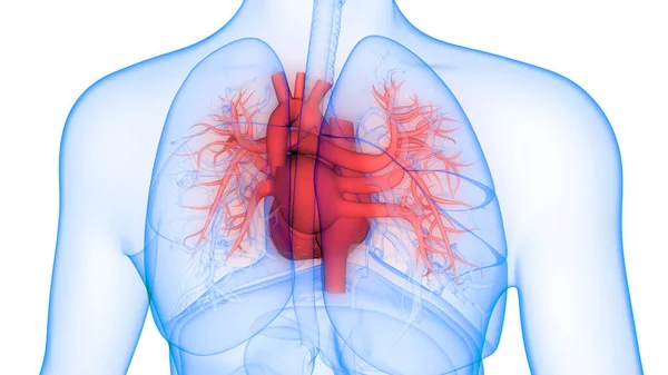 해부학 Human Circulatory System Heart Anatomy — 스톡 사진