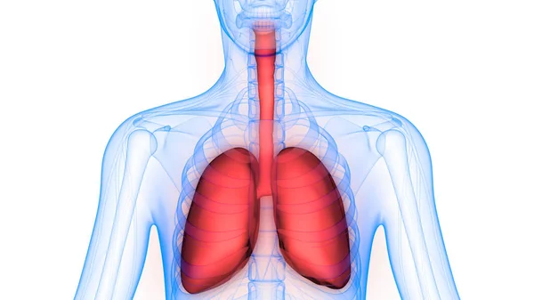 Órgãos Corpo Humano Pulmões — Fotografia de Stock
