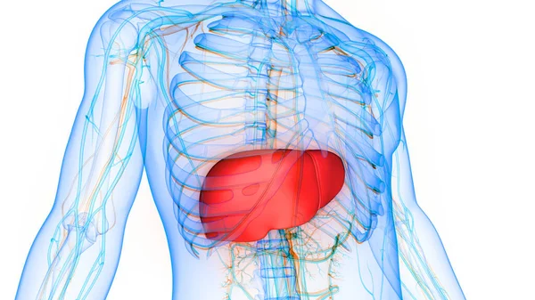 Ludzkie Narządy Anatomiczne Wątroby — Zdjęcie stockowe