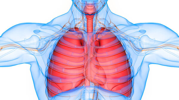 Human Body Organs (Lungs) 3D