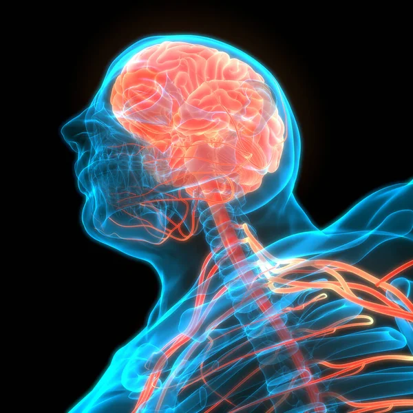 Central Organ of Human Nervous System brain Anatomy. 3D