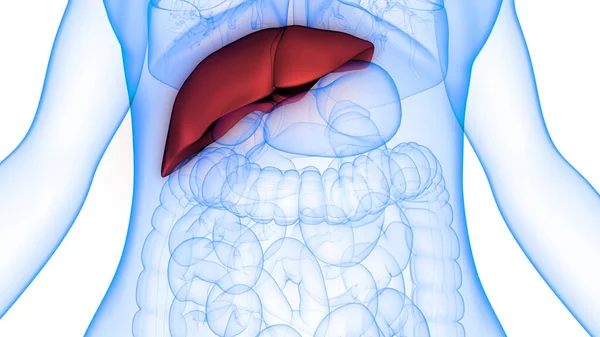 Human Body Organs Liver Anatomy. 3D