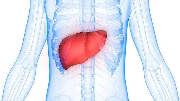 Human Body Organs Liver Anatomy. 3D