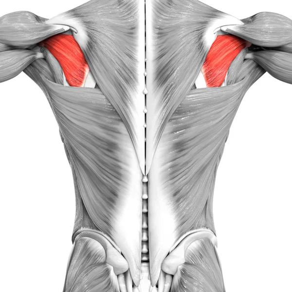 Sistema Muscular Humano Torso Músculos Infraspinatus Anatomía Muscular —  Fotos de Stock