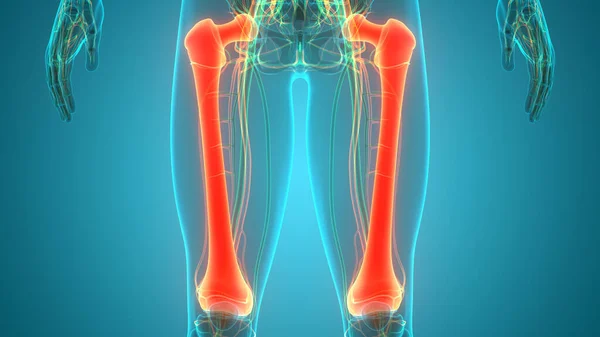 Illustration Human Skeleton System Bones Joints Anatomy — стокове фото