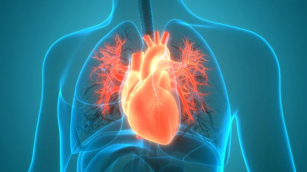 Human Circulatory System Heart Anatomy. 3D