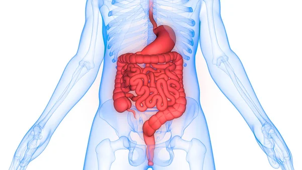 Estómago Del Sistema Digestivo Humano Con Anatomía Del Intestino Delgado —  Fotos de Stock