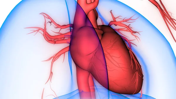 Nsan Dolaşım Sistemi Kalp Anatomisi Boyut — Stok fotoğraf