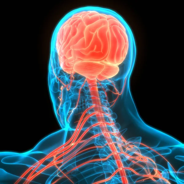 Órgano Central Del Sistema Nervioso Humano Anatomía Cerebral — Foto de Stock